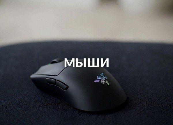 Мыши